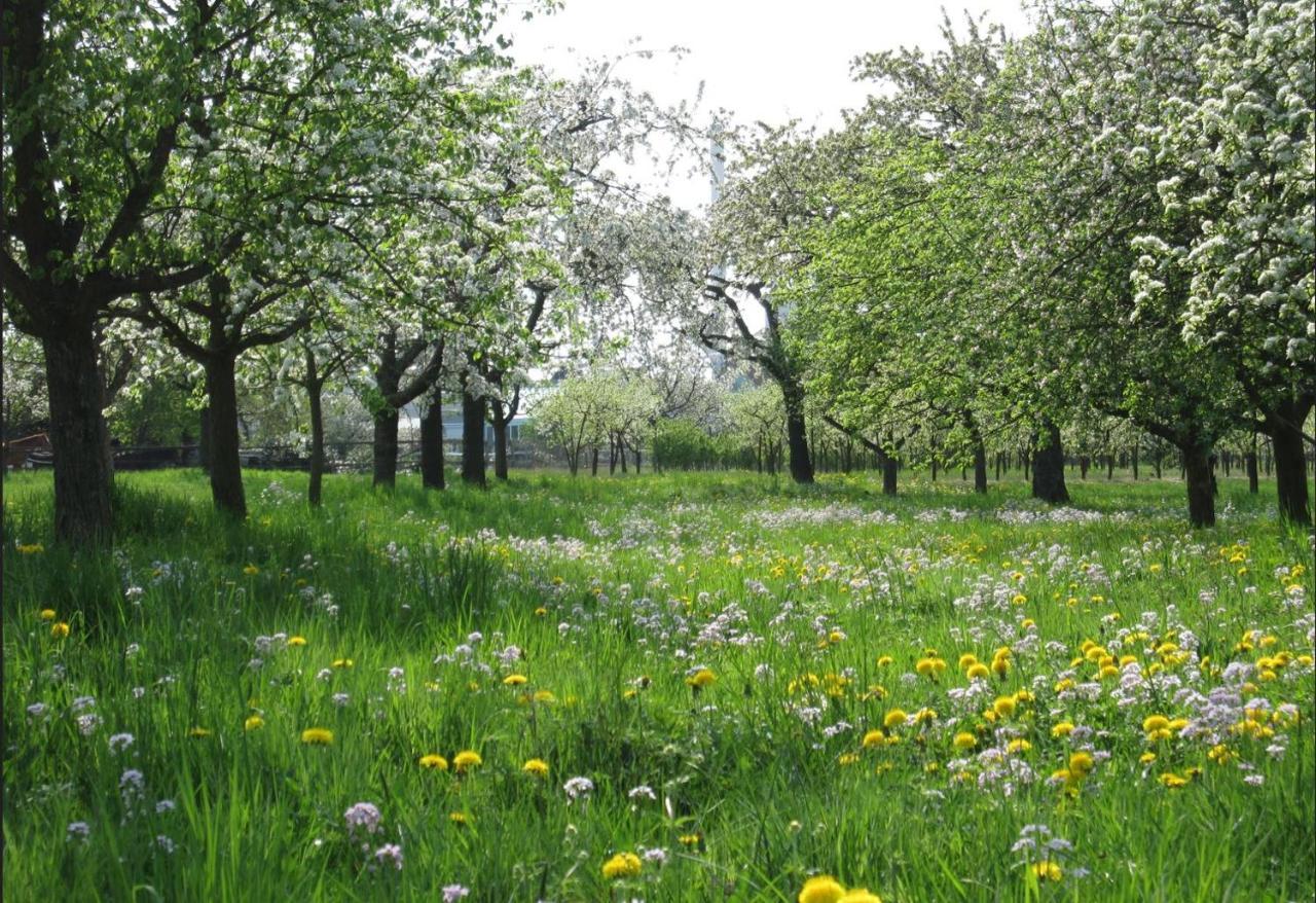 Ferienwohnung Zwischen Rhein Und Schwarzwald Bischweier Kültér fotó